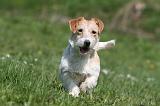 JACK RUSSEL 136